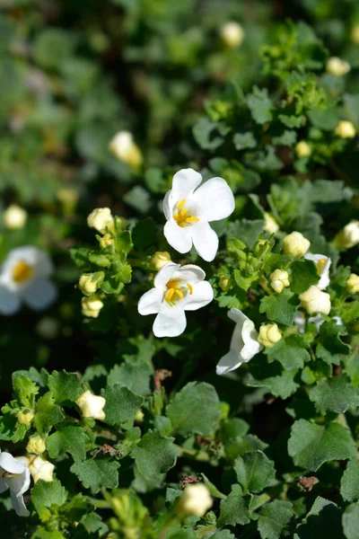 Díszítő Bacopa Virágok Latin Név Chaenostoma Cordatum — Stock Fotó
