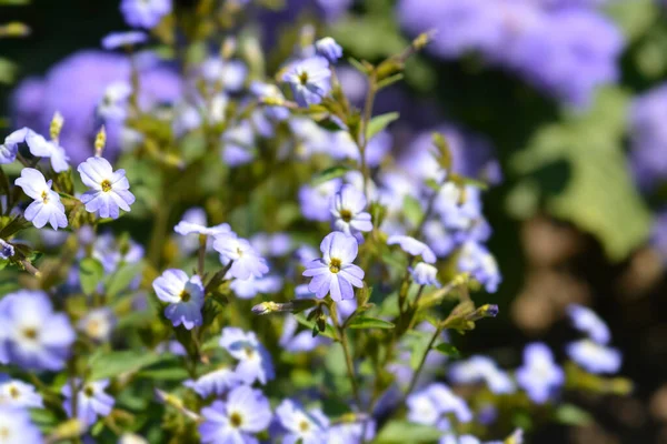 Bush Violetta Blommor Latinskt Namn Browallia Americana — Stockfoto