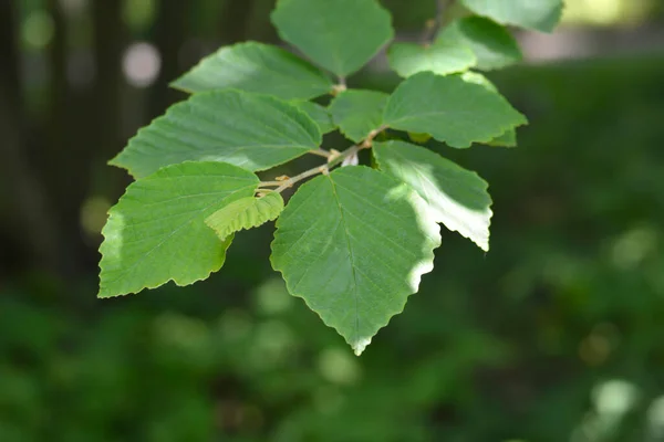 Nocciola Strega Giapponese Foglie Zuccariniana Nome Latino Hamamelis Japonica Zuccariniana — Foto Stock