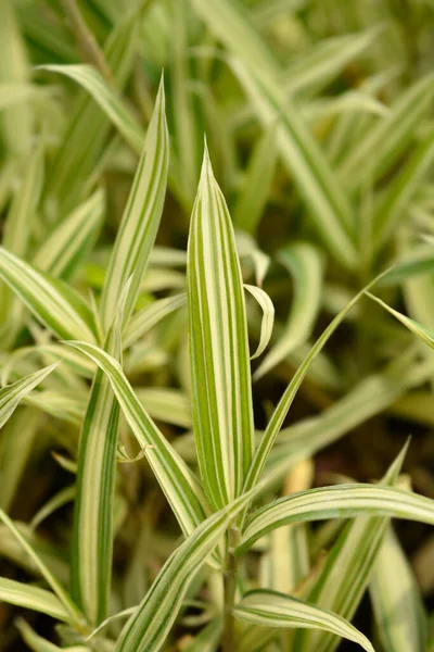 Dwarf White Striped Bamboo Leaves Latin Name Pleioblastus Fortunei Variegata — Stock Photo, Image