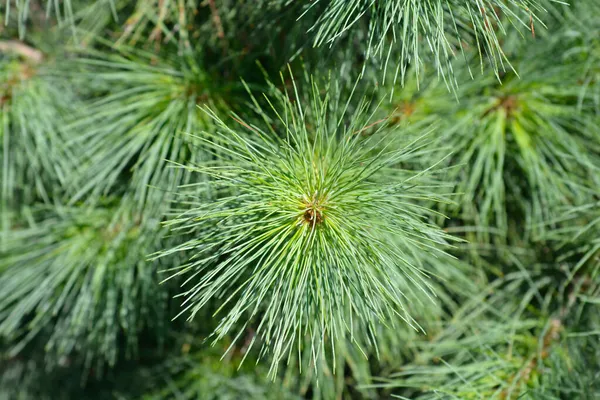 Himaláje Borovice Latinské Jméno Pinus Wallichiana — Stock fotografie