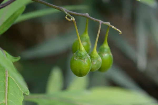 Mela Canguro Frutto Acerbo Nome Latino Solanum Laciniatum — Foto Stock