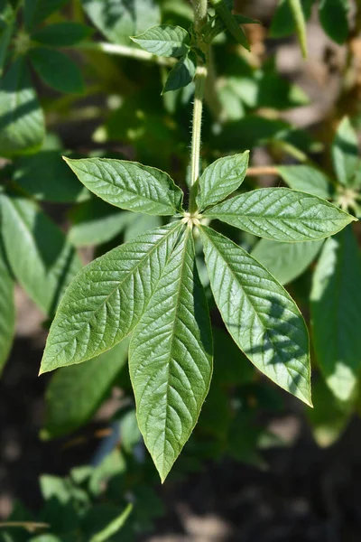 Spider Flower Helen Campbell Leaves Latin Name Cleome Hassleriana Helen — Stock Photo, Image