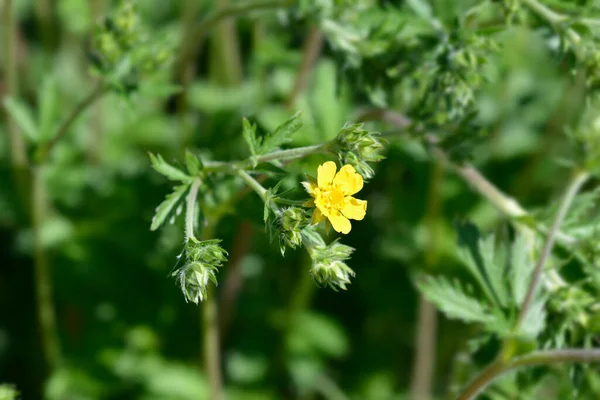 Slender Cinquefoil Flowers Latin Name Potentilla Gracilis — Stock Photo, Image