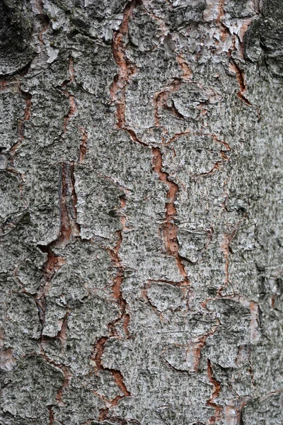 Pormenor Casca Abeto Noruega Nome Latino Picea Abies — Fotografia de Stock