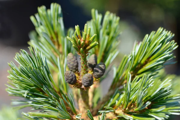 Jananise White Pine Negishi Латинська Назва Pinus Parviflora Negishi — стокове фото