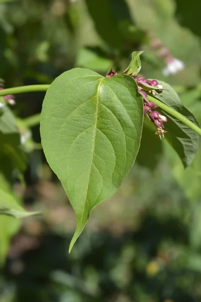 Liść Wiciokrzewu Himalajskiego Nazwa Łacińska Leycesteria Formosa — Zdjęcie stockowe