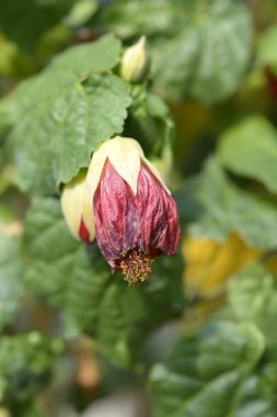 Çin feneri kırmızı çiçekler - Latince adı - Abutilon melezleri