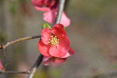 Japon Çiçekli Ayva - Latince adı Chaenomeles japonica