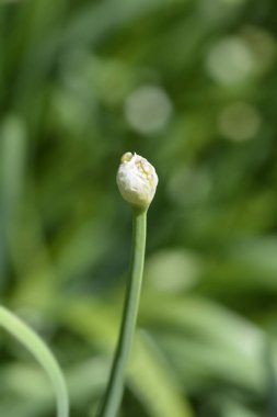 Dev soğan tomurcuğu - Latince adı - Allium giganteum