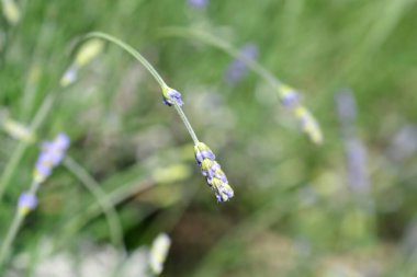 Lavandula angustifolia (Lavandula officinalis)