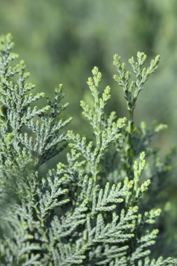 Lawsons Cypress Columnaris - Latince adı Chamaecyparis lawsoniana Columnaris