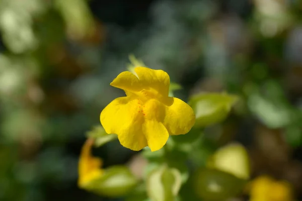 Цветок Обезьяны Латинское Название Mimulus Luteus — стоковое фото