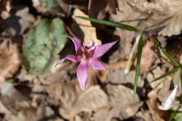 Fioletowy Kwiat Zęba Psa Łacińska Nazwa Erythronium Dens Canis — Zdjęcie stockowe