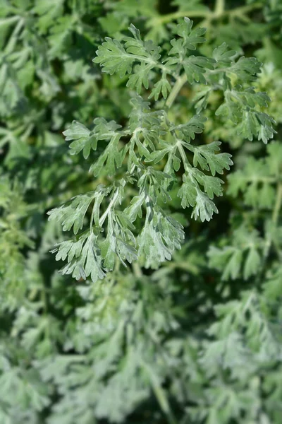 Folhas Absinto Comum Nome Latino Artemisia Absinthium — Fotografia de Stock