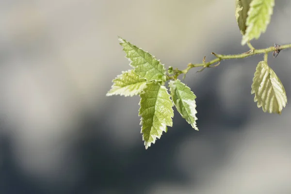 Small Leaved Elm Silvery Gem Branch Latin Name Ulmus Minor — Stock Photo, Image