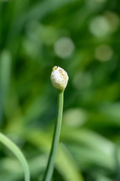 Dev Soğan Tomurcuğu Latince Adı Allium Giganteum — Stok fotoğraf