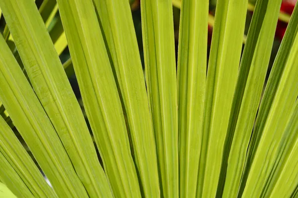 Китайская Ветряная Мельница Пальмовый Лист Подробно Латинское Название Trachycarpus Fortunei — стоковое фото