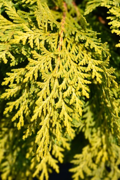 Lawsons Cypress Sunkist Latijnse Naam Chamaecyparis Lawsoniana Sunkist — Stockfoto