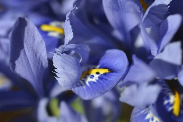 Flores Iris Alida Nome Latino Iris Reticulata Alida — Fotografia de Stock