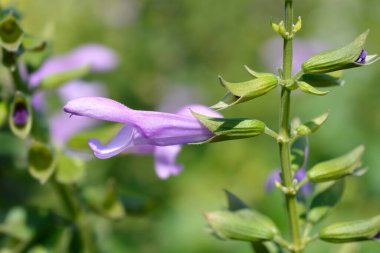 Salgoon Ladoga Gölü çiçekleri - Latince adı - Salvia Salgoon Ladoga Gölü