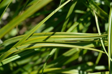 Japon Sedge Everlime - Latince adı - Carex oshimensis Everlime