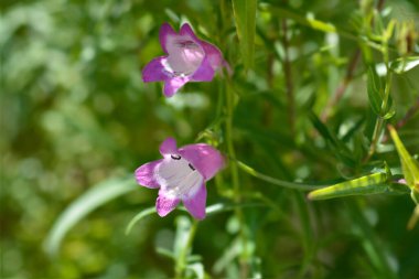 Kızıl Kayalar Sakal Dili - Latince adı - Penstemon x mexicali Red Rocks