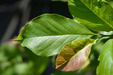 Kobus manolya yaprakları - Latince adı - Magnolia kobus