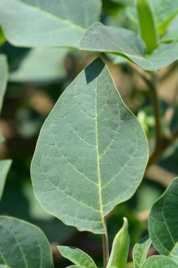 Downy thorn elma İnka yaprakları - Latince adı - Datura inoxia Inka