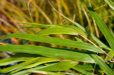 Hakone yaprakları - Latince adı - Hakonechloa macra
