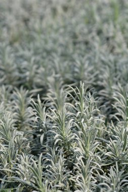 Lavandula angustifolia (Lavandula officinalis)