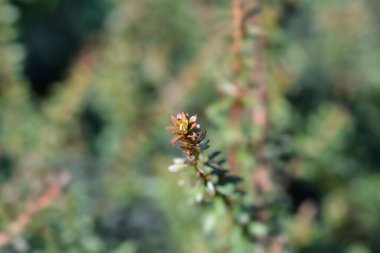 Podocarp Çikolata Kutusu - Latince adı Podocarpus alpinus Çikolata Kutusu