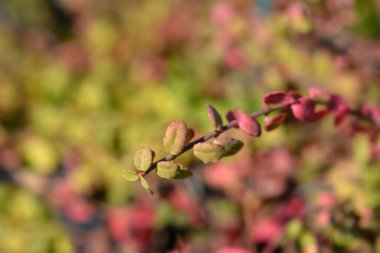 Wintercreeper Minimus Latince adı Euonymus fortune ei Minimus olan