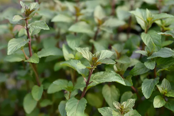 Çikolata nane yaprakları - Latince adı - Mentha x piperita F. citrata Çikolata
