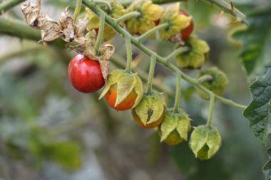 Yapışkan itüzümü meyvesi - Latince adı - Solanum sibriifolium