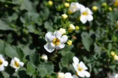 Süslü bacopa çiçekleri - Latince adı Chaenostoma cordatum