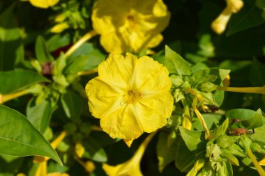 Peru Marvel - Latince adı - Mirabilis Jalapa