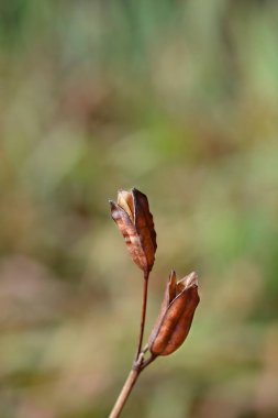 Sibirya iris tohum bakla - Latince adı - Iris sibirica