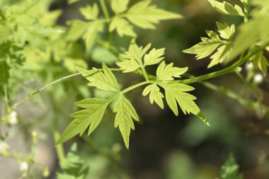Balon yaprakları - Latince adı - Kardiospermum halicacabum
