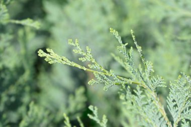 Lawsons Cypress Columnaris - Latince adı Chamaecyparis lawsoniana Columnaris