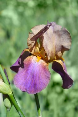 Uzun sakallı iris Banjo Man çiçeği Latince adı Iris barbata elatior Banjo Man