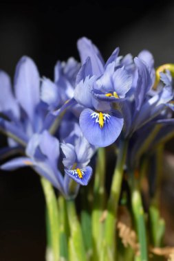 Iris Alida çiçekleri - Latince adı - Iris reticulata Alida