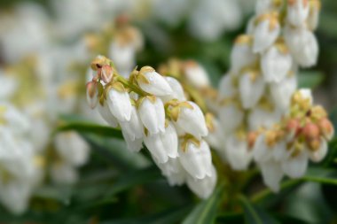 Japon Andromeda çiçekleri - Latince adı - Pieris japonica