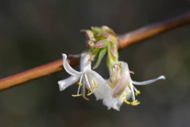 Kış çiçekleri - Latince adı - Lonicera parfümü
