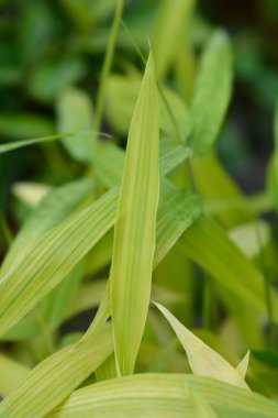 Pigme Bambu yaprakları - Latince adı - Pleioblastus pygmaeus Distichus