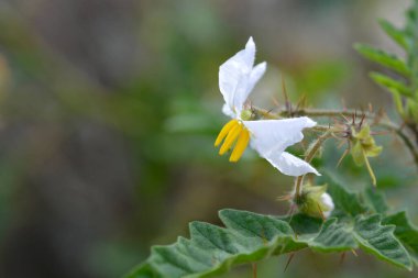 Yapışkan itüzümü çiçekleri - Latince adı - Solanum sibriifolium