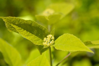 Pürüzsüz ortanca Annabelle çiçek tomurcukları - Latince adı - Ortanca ağaçevi Annabelle