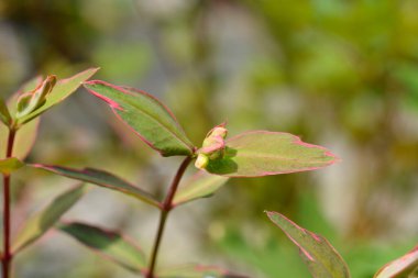 St. Johns Wort Tricolor - Latince adı - Hypericum x moserianum Tricolor