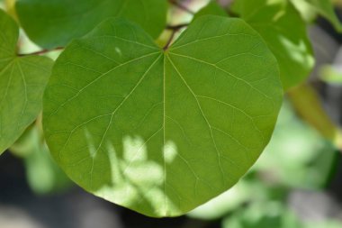 Yahuda ağaç yaprakları - Latince adı - Cercis siliquastrum