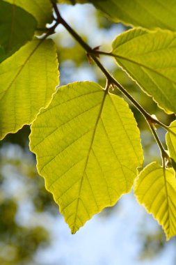 Japon cadı Hazel Zuccariniana Latince adı Hamamelis japonica Zuccariniana 'dan ayrılıyor